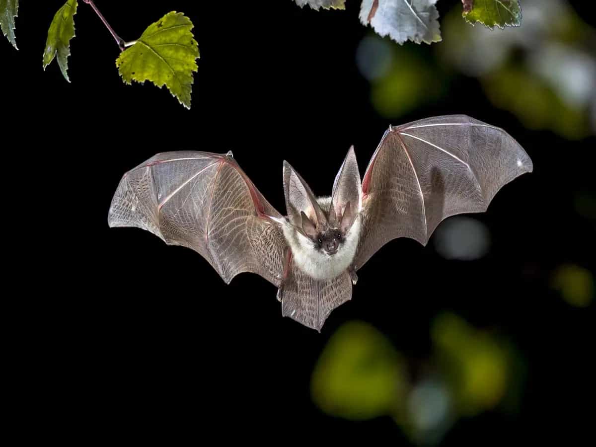 L’importanza dei pipistrelli in agricoltura